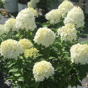 Hydrangea paniculata Bobo®