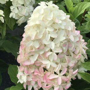 Hydrangea paniculata Quick Fire Fab®