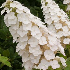 Hydrangea quercifolia Gatsby Gal®