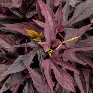 Ipomoea Sweet Caroline Upside™ Black Coffee