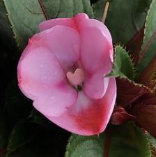 Impatiens SunPatiens® Compact Pink Candy