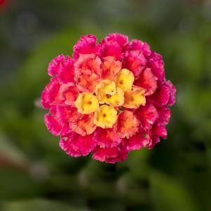 Lantana Bandolero™ Lychee