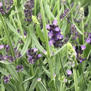 Lavandula SuperBlue