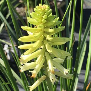 Kniphofia hybrid POCO™ 'Citron'