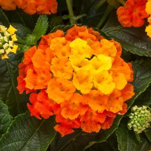 Lantana Bandolista™ Mango