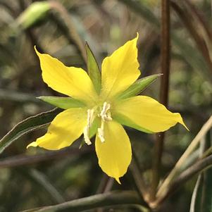 Lysimachia lanceolata var. purpurea 