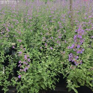 Nepeta x faassenii 'Walker's Low'