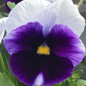 Pansy Matrix® Beaconsfield