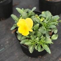 Pansy Matrix Spring Lemon