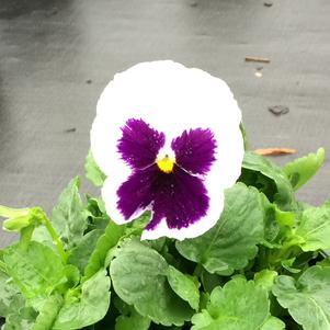 Pansy Matrix® White Blotch