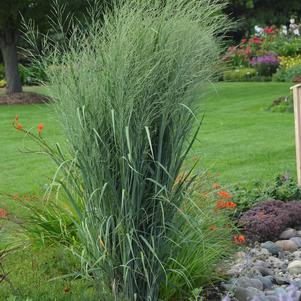 Panicum virgatum Prairie Winds® 'Totem Pole'