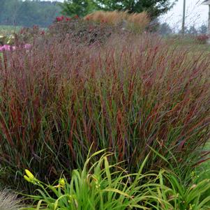 Panicum virgatum 'Cheyenne Sky'