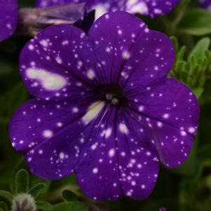 Petunia Headliner™ Night Sky®