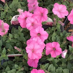 Petunia Supertunia® Vista Bubblegum