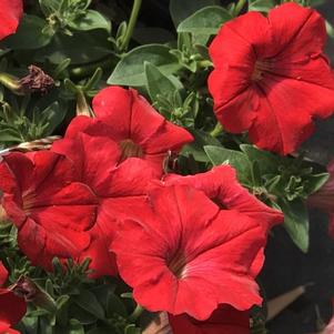 Petunia Supertunia® Really Red