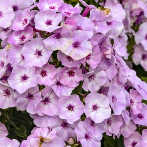 Phlox paniculata 'Fancy Girl'