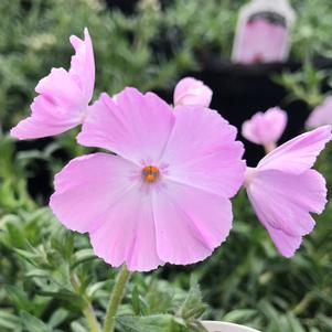 Phlox subulata Trot™ Pink