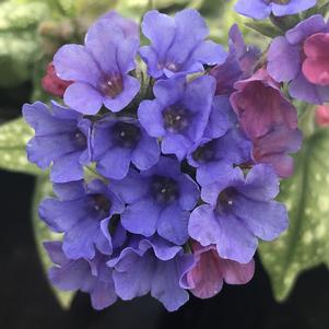 Pulmonaria 'Trevi Fountain'