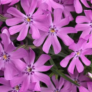 Phlox subulata 'Bedazzled Pink'