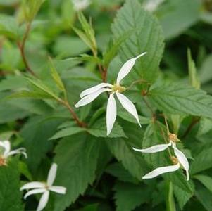 Porteranthus trifoliatus 