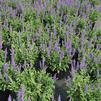 Salvia nemerosa 'Blue Hill'