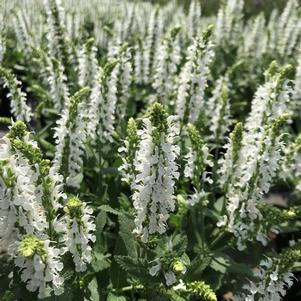 Salvia nemerosa 'Snow Hill '