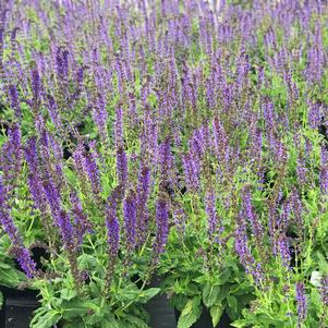 Salvia nemorosa 'May Night'