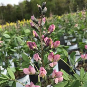 Baptisia Decadence® Deluxe 'Pink Truffles'