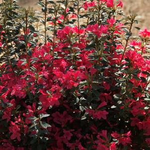 Azalea x Encore® Autumn Ruby®