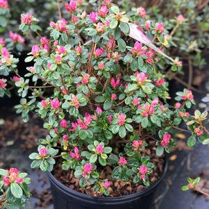 Azalea Kurume 'Tradition'