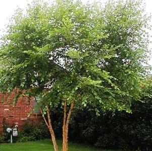 Betula nigra Dura-Heat®