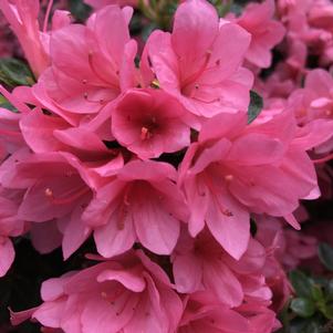 Azalea Kurume 'Coral Bells'