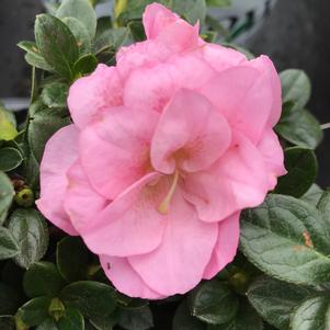 Azalea NCRX3 Pefecto Mundo® Double Pink