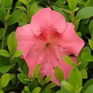 Azalea Robin Hill 'Lady Robin'