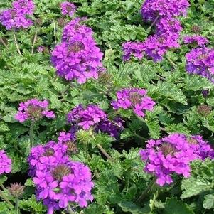 Verbena canadensis 'Homestead Purple'