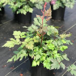 Astilbe 'Delft Lace'