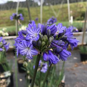 Agapanthus 'Galaxy Blue'