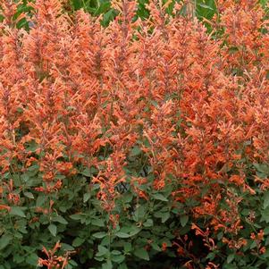 Agastache Kudos 'Kudos Mandarin'