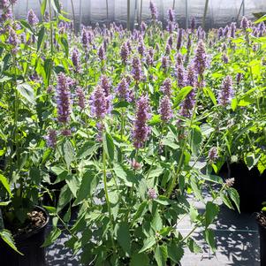 Agastache 'Blue Boa'