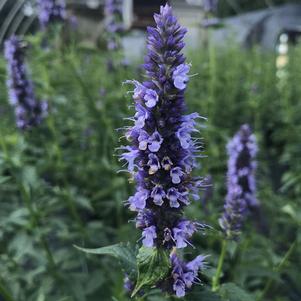 Agastache Black Adder