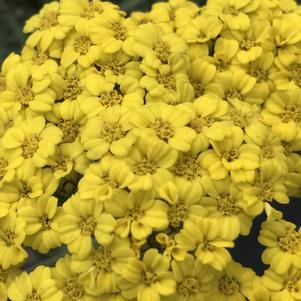 Achillea 'Little Moonshine'