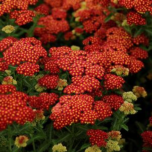 Achillea millefolium 'Strawberry Seduction'