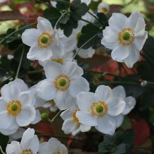 Anemone x hybrida 'Honorine Jobert'