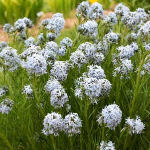 Amsonia 'String Theory'