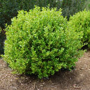 Buxus microphylla 'Golden Dream'