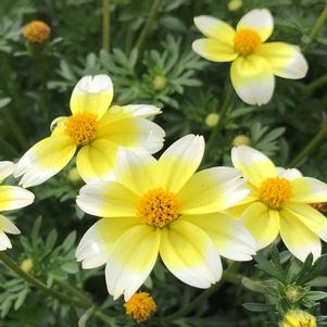 Bidens Spicy Electric White