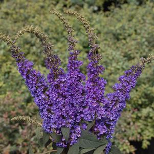 Buddleia x Lo & Behold® 'Blue Chip Jr.'