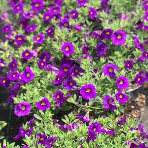 Calibrachoa Superbells® Blue