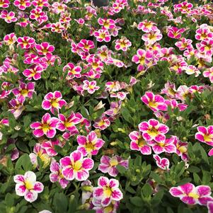 Calibrachoa hybrid Superbells® Holy Cow!™