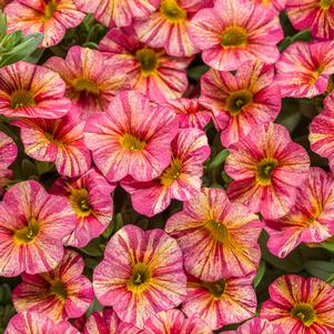 Calibrachoa x Superbells® Tropical Sunrise